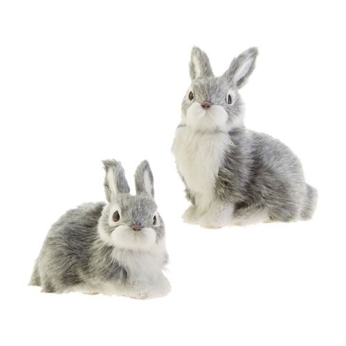 Big grey and white rabbit